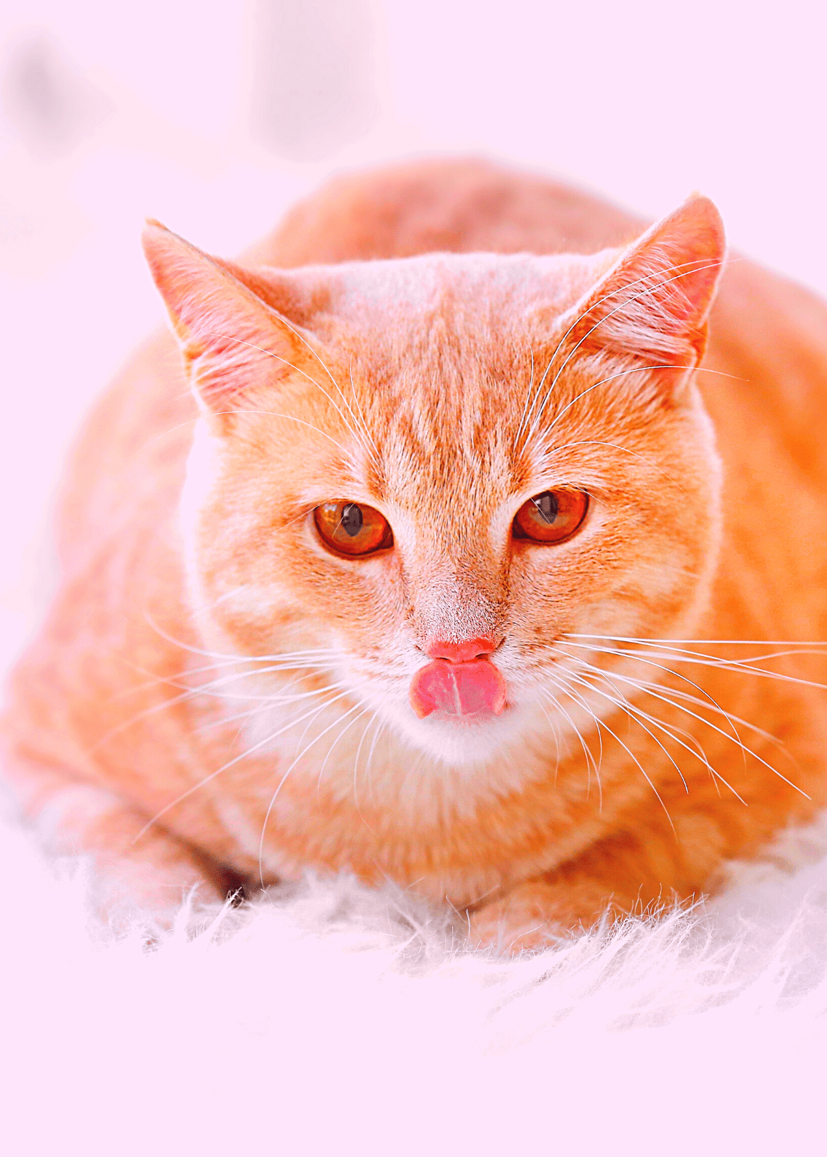 Best carpet cleaner solutions for pets