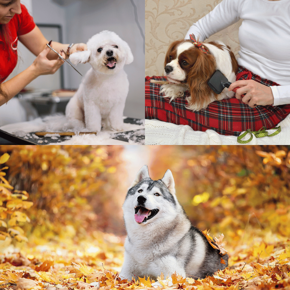 The Best Brushes for Huskies Reviews and Top Picks