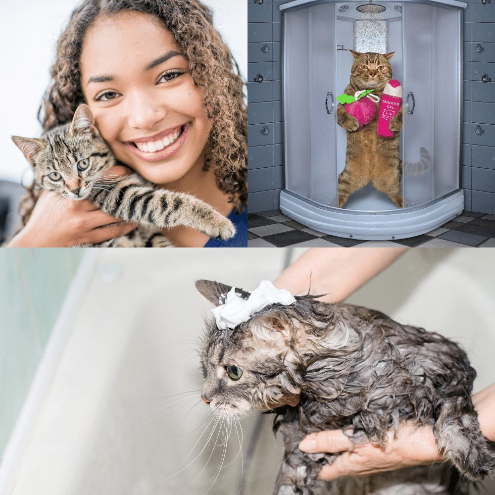 Best Flea Shampoo for Cats