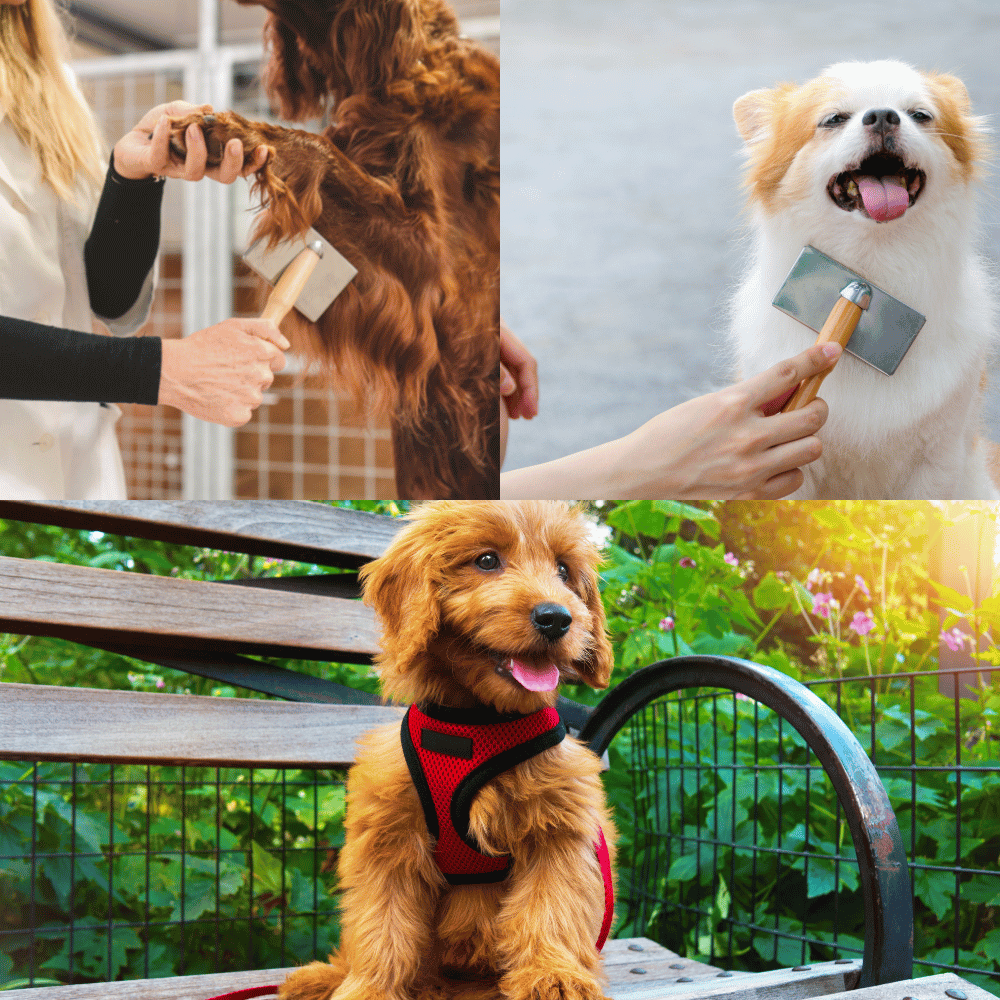 The Best Brush for a Goldendoodle A Comprehensive Review