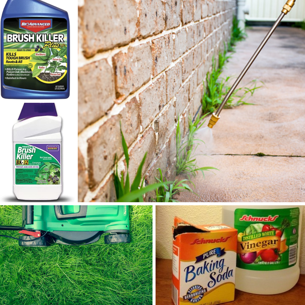 The Best Brush Killer of 2023 Amazon