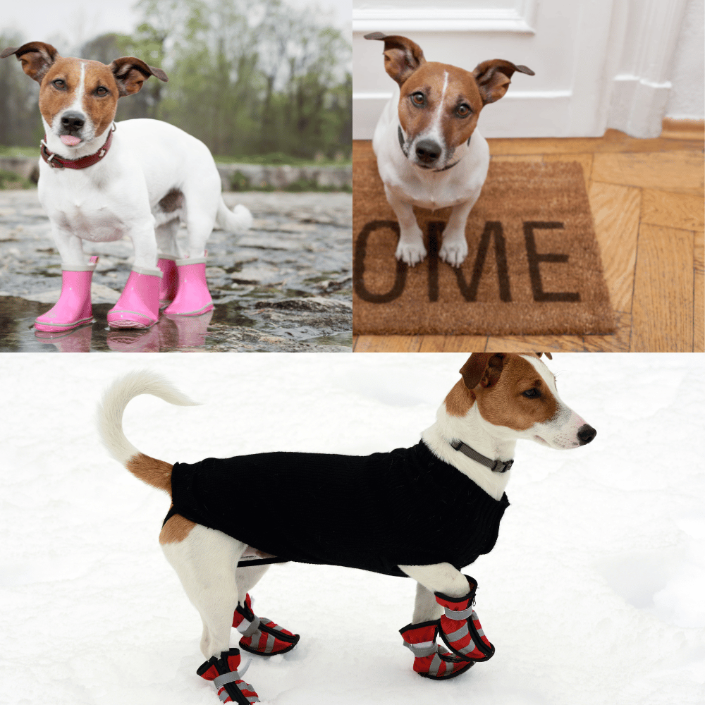 Dog Shoes The Best Solution For Hot Pavement