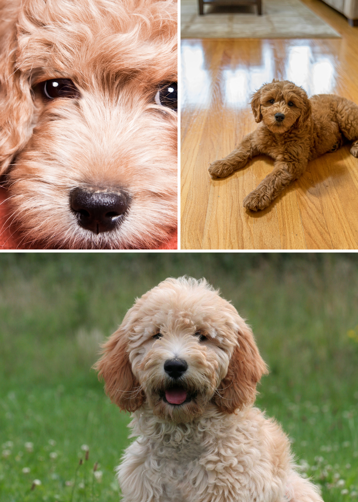 Best Shampoo for Goldendoodles
