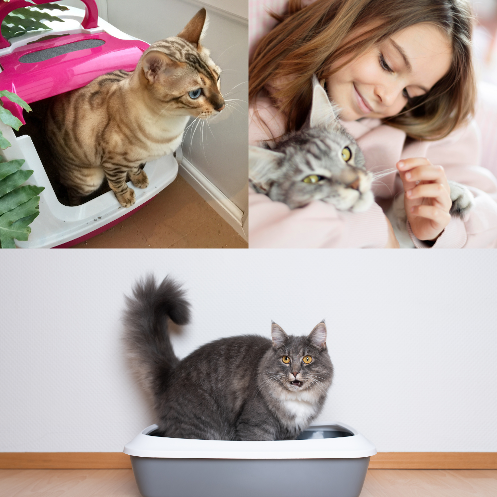 Top 3 Best Cat Litter Boxes for Odor Control