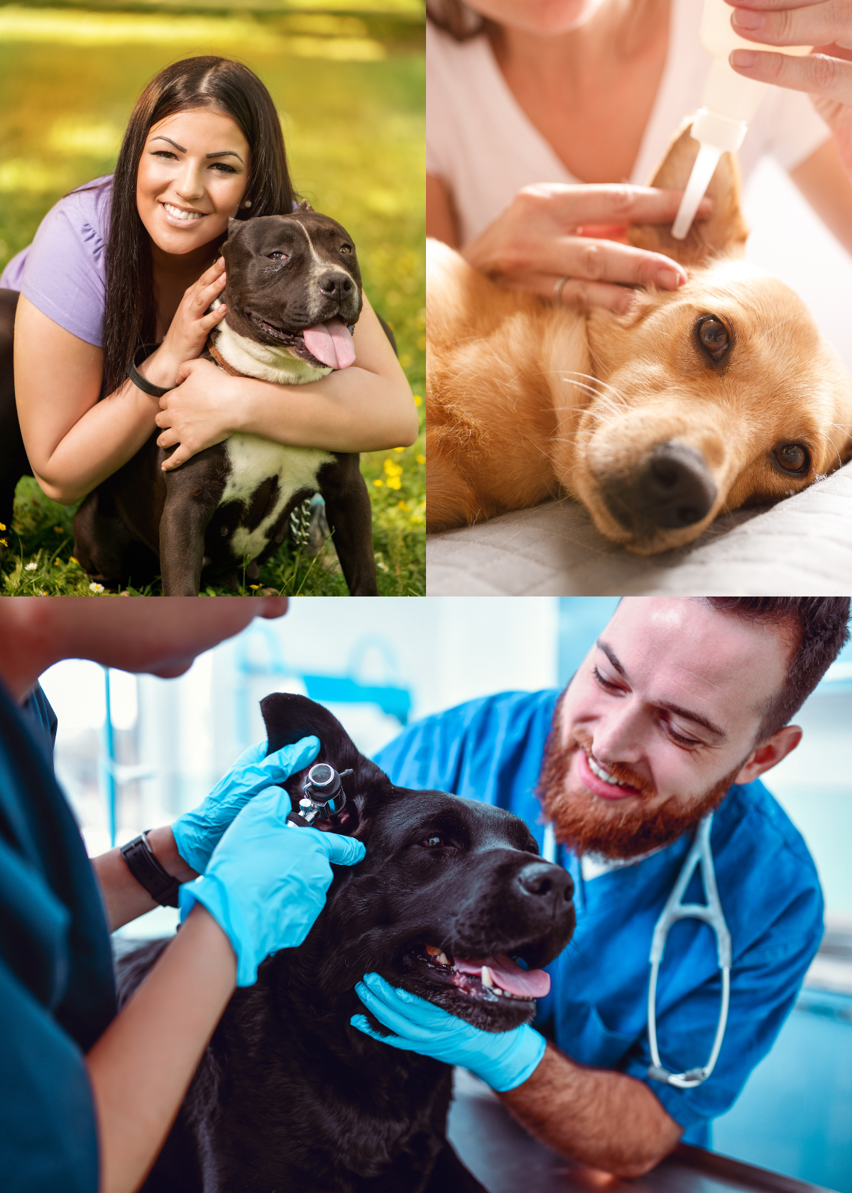 The Best Dog Ear Cleaners of 2022 – A Comprehensive Review