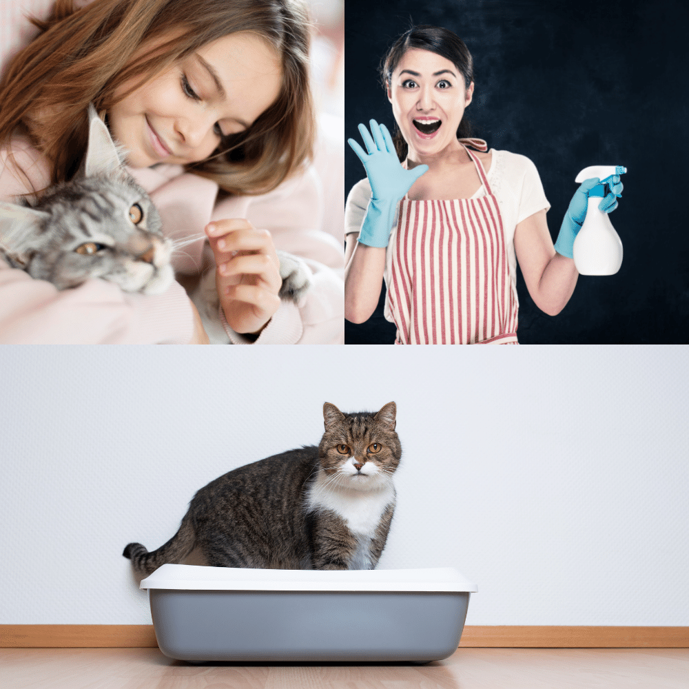 The Best Enzyme Cleaners for Cat Urine