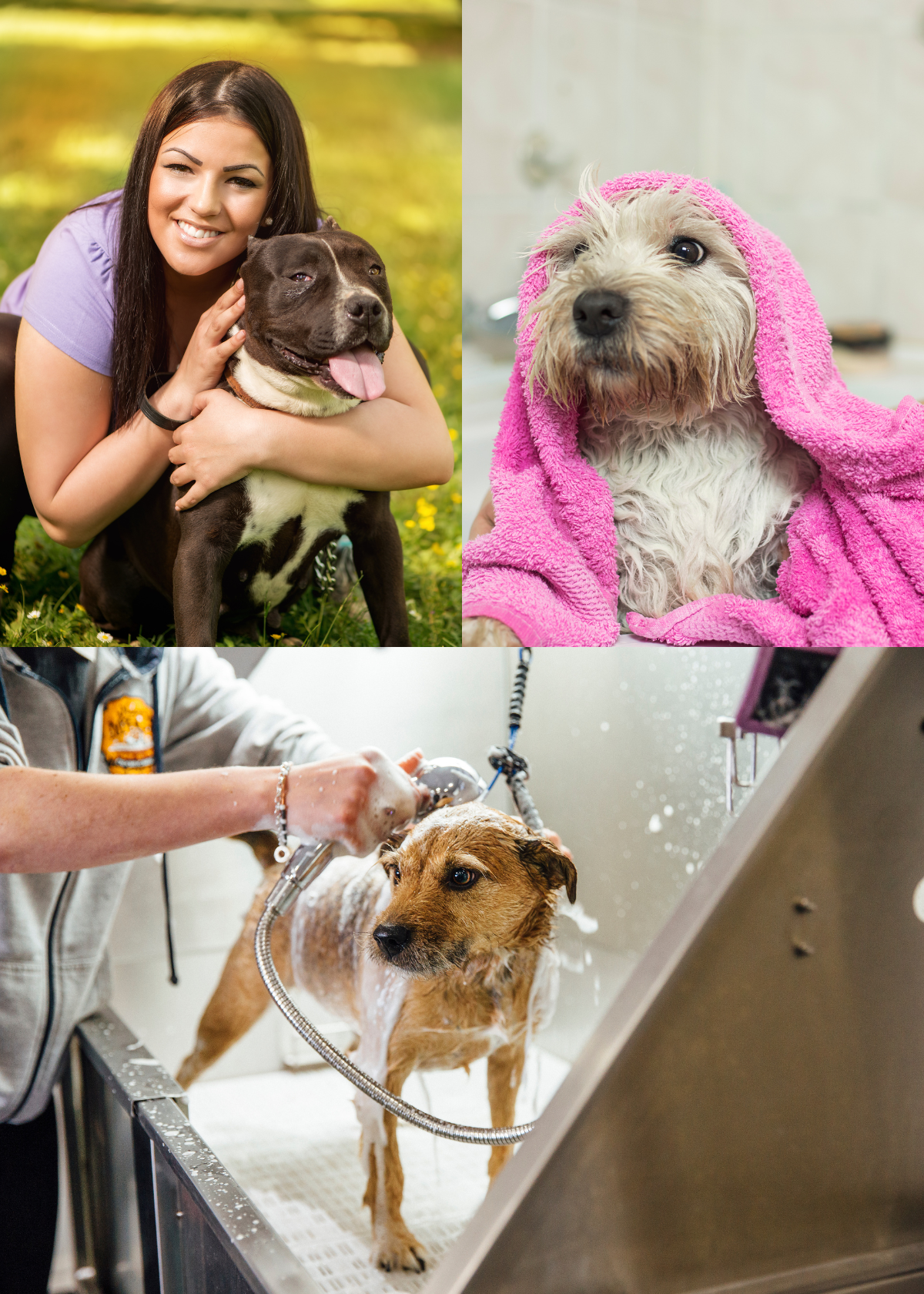 The 3 Best Shampoos for Puppies That Will Keep Them smelling Fresh and Clean