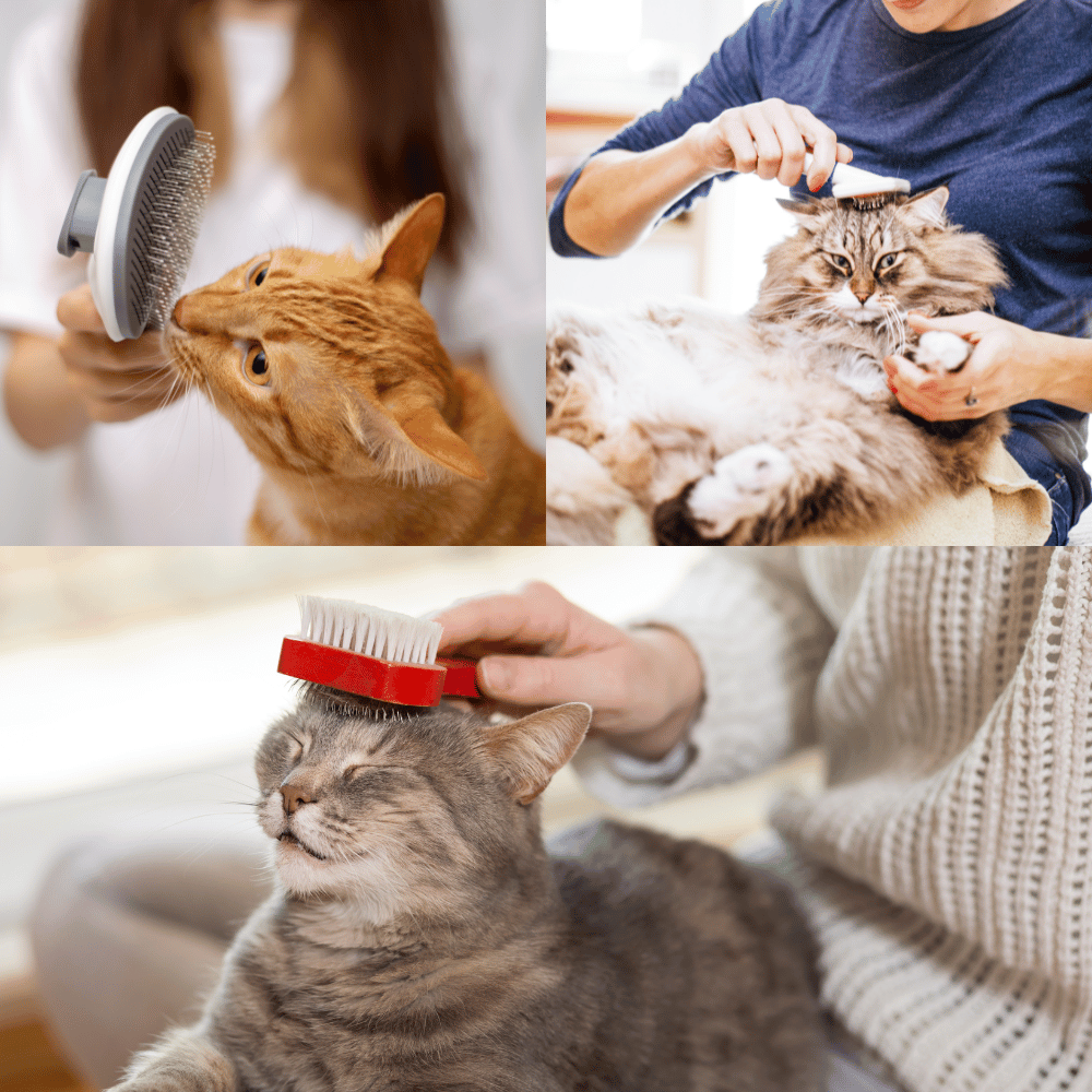 The 3 Best Cat Brushes for a Fluffy and Happy Feline