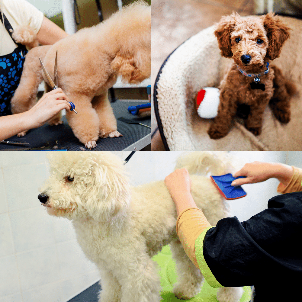 The Best Poodle Brushes for Every Type of Coat