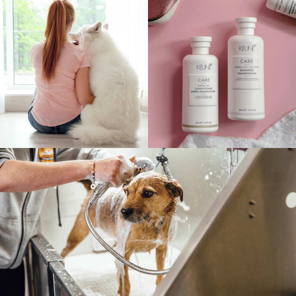 Best Dog Shampoos for Deshedding: Top 3 Products Compared
