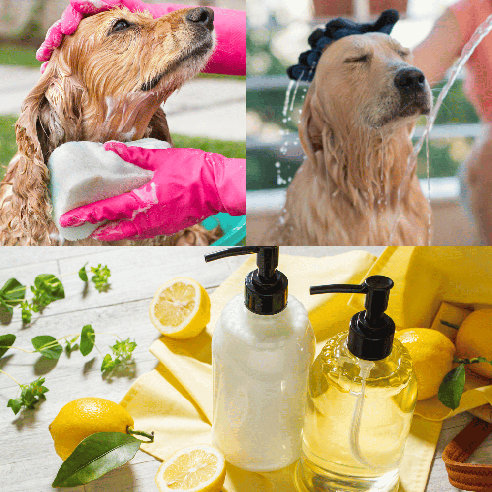 The Top 3 Best Dog Shampoos for Dry Skin