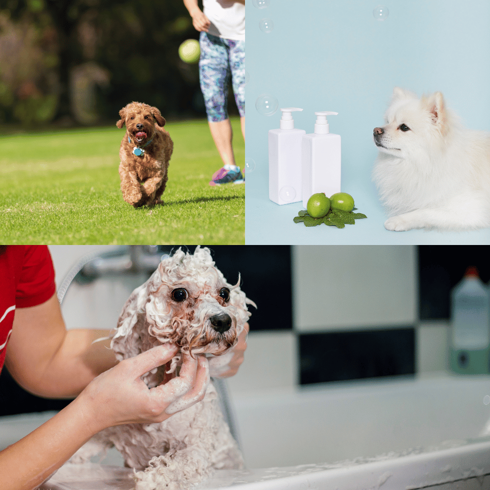 The 3 Best Shampoos for Goldendoodles