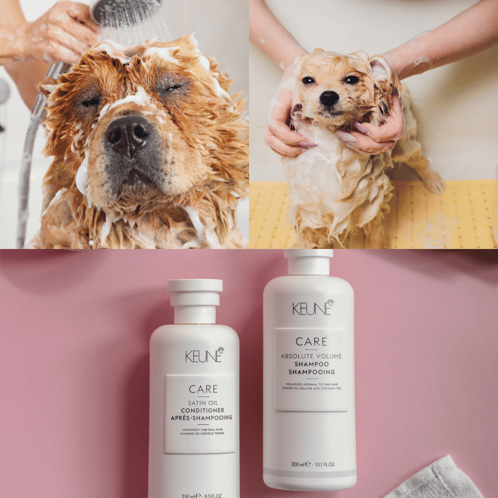 The Best Dry Shampoos for Dogs: A Comprehensive Review