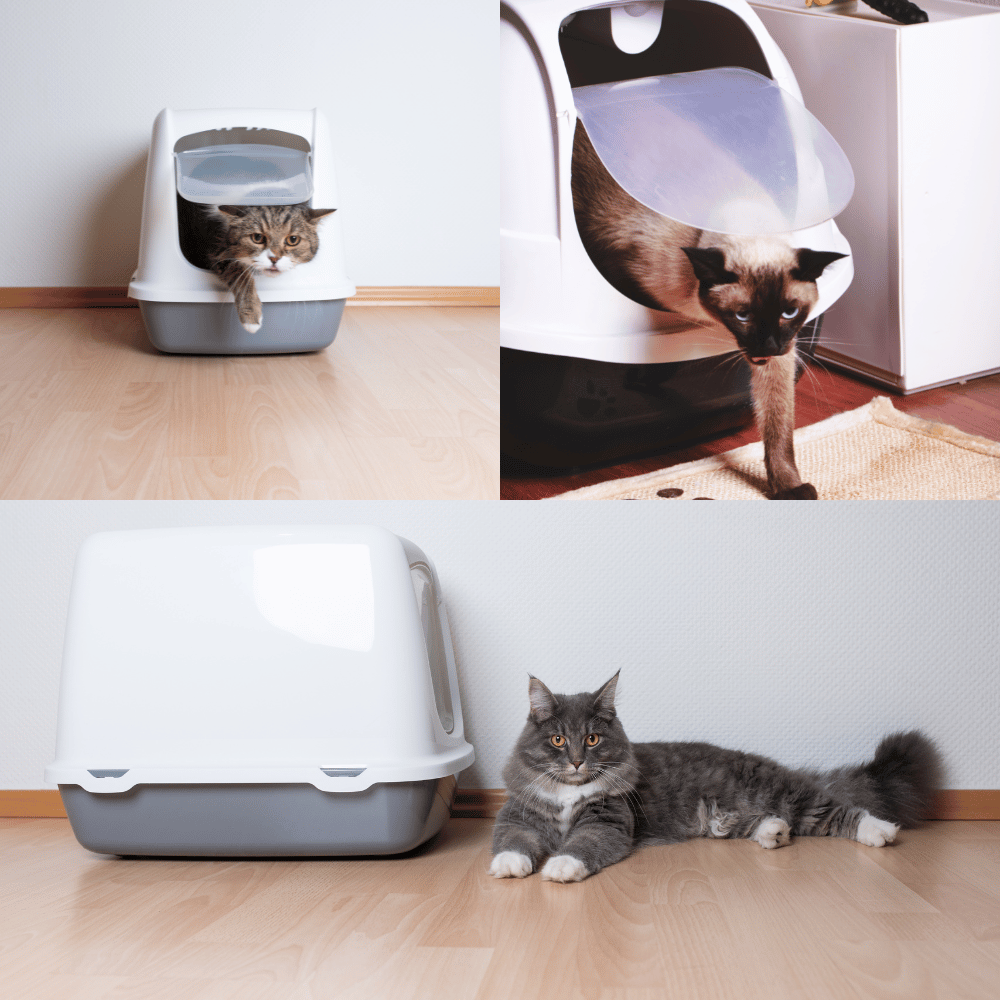 The Best Litter Boxes for Odor Control