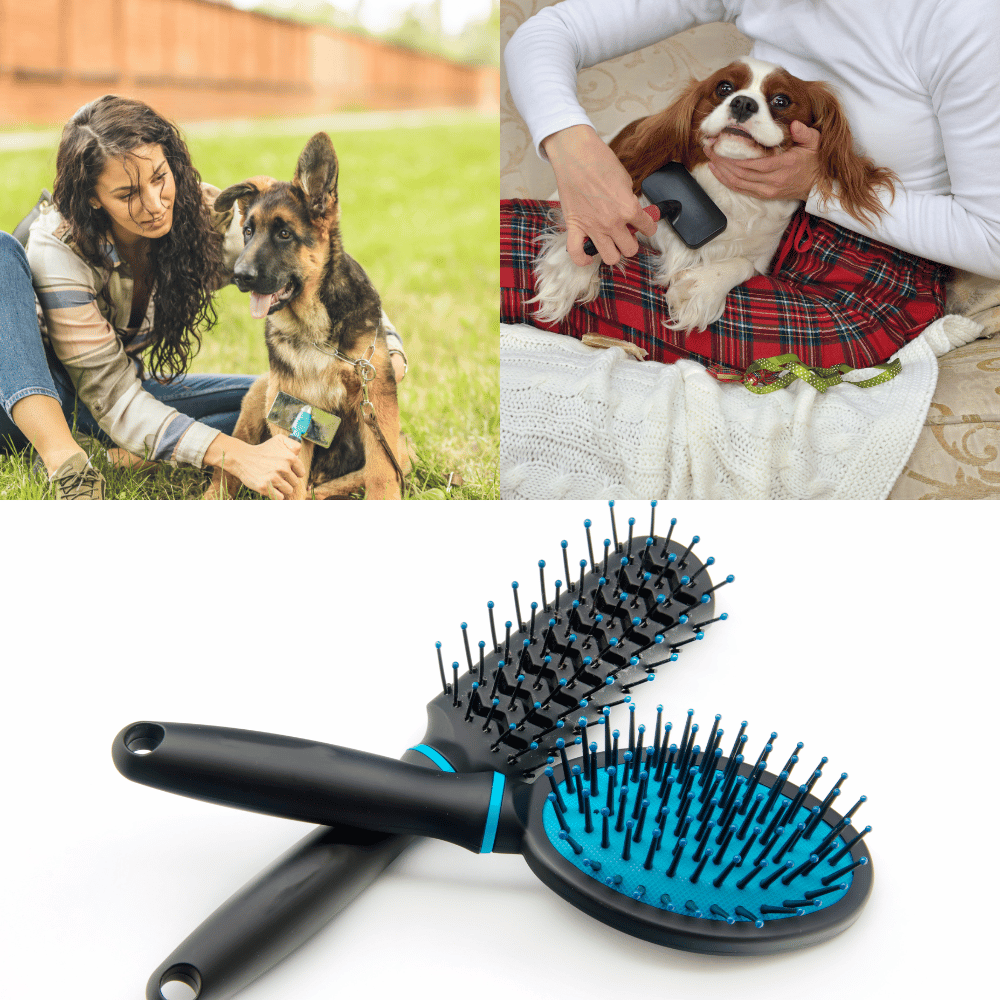 The Best Dog Brushes for Short-Haired Breeds