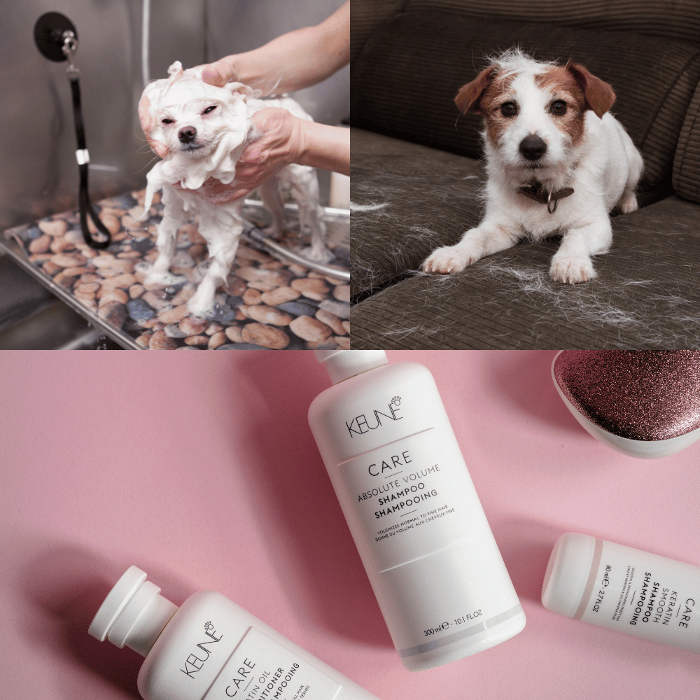 Best Dog Shampoos for Shedding: A Comprehensive Review