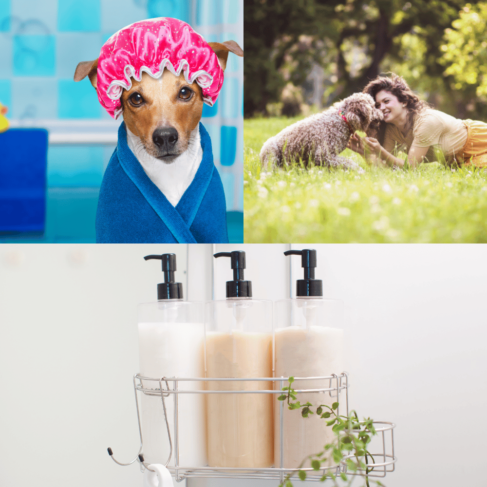 The Best Moisturizing Dog Shampoos – Our Top Picks