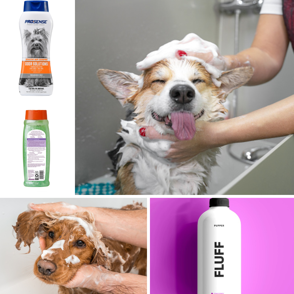 Best dog shampoo for odor
