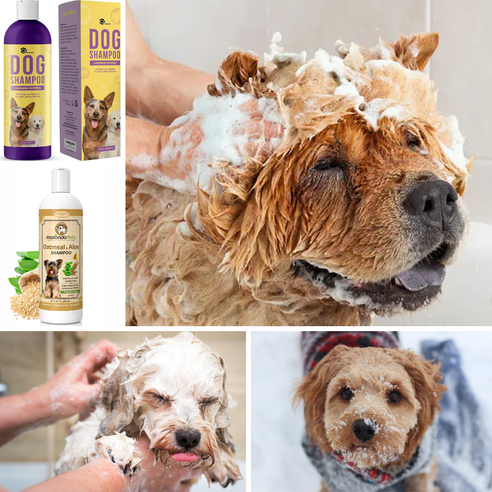 Best oatmeal shampoo for dogs