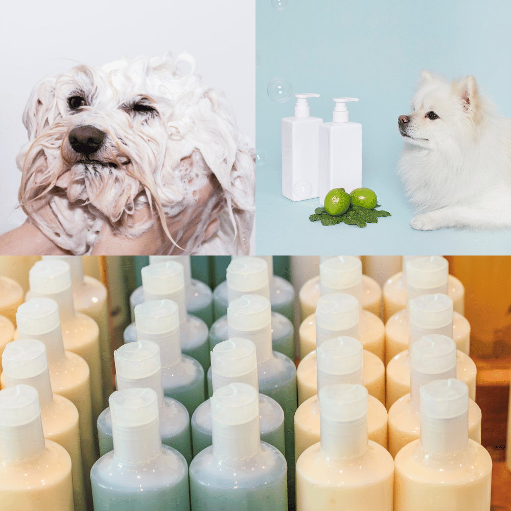 Best Shampoos for Whitening Your Dog’s Coat