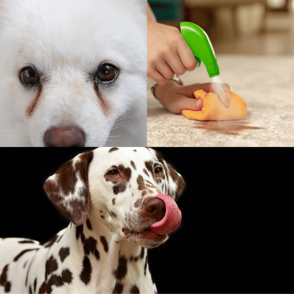The Best Dog Tear Stain Removers: Our Top Picks