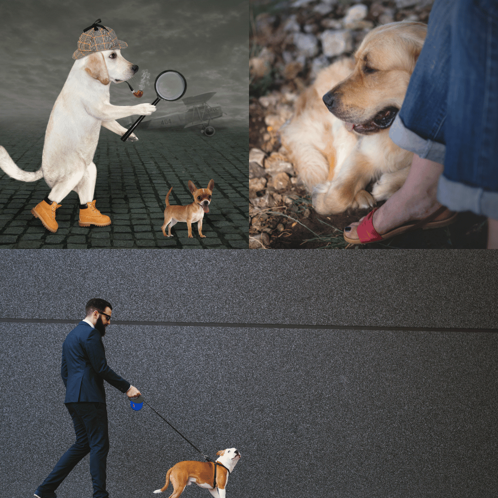 Comfort Meets Functionality: The Ultimate Guide to Choosing the Best Dog Walking Shoes