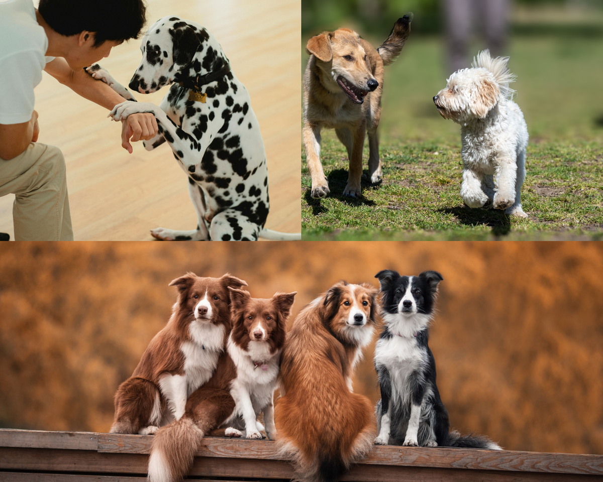 Unleash the Magic: The Best Dog Talking Buttons to Transform Your Pup's World!