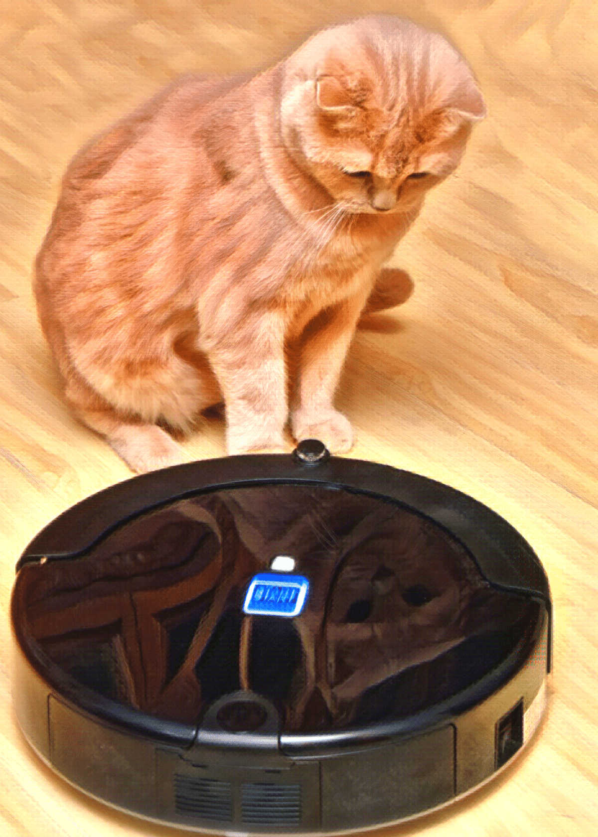 Best vacuum for cat litter