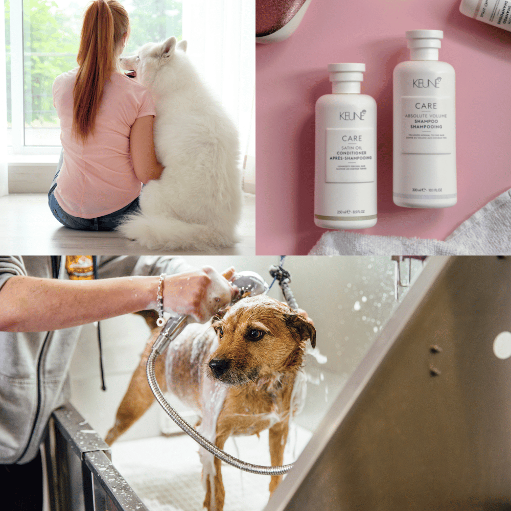Best Dog Shampoos for Deshedding Top 3 Products Compared