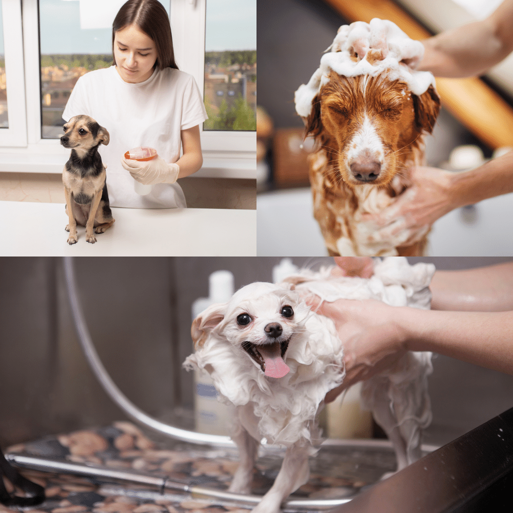 Best dog flea shampoos