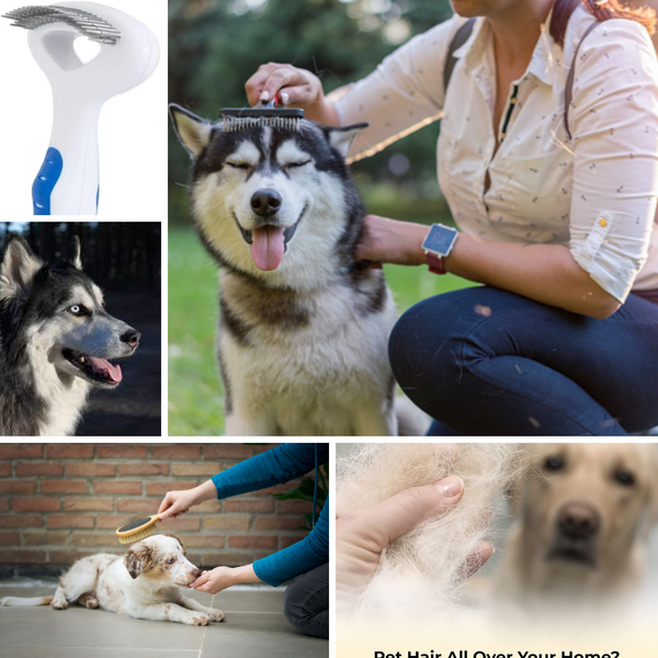 The 5 Best Brush Huskies for Anxiety Amazon